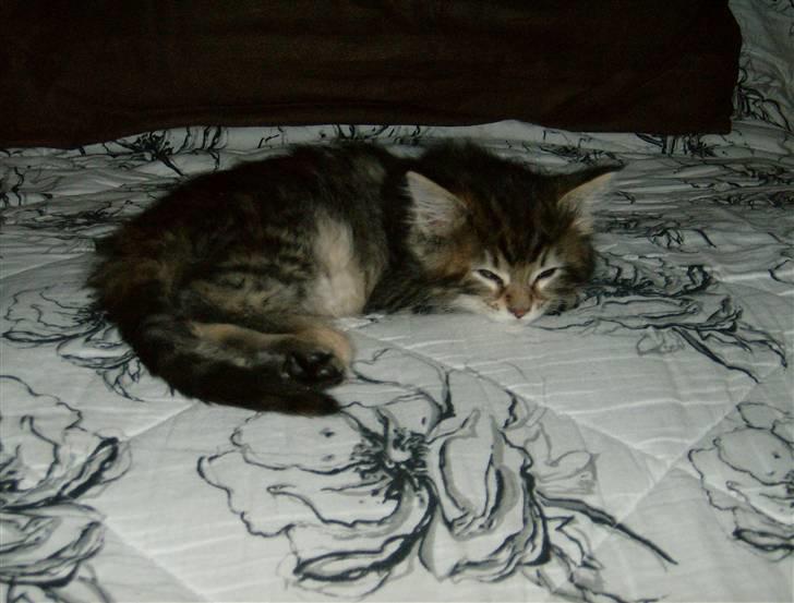 Maine Coon Freja - 3 dec. 2007 første dag hjemme. billede 2