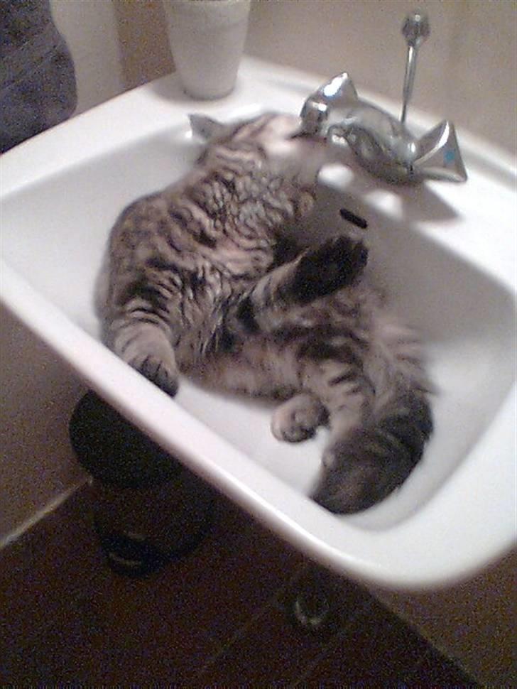 Maine Coon Freja - Drikker helst fra hanen.....og brokker mig højlydt hvis der ikke er tændt :-) billede 4