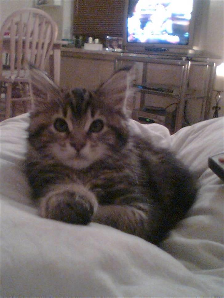 Maine Coon Freja - Puttetid.... billede 5