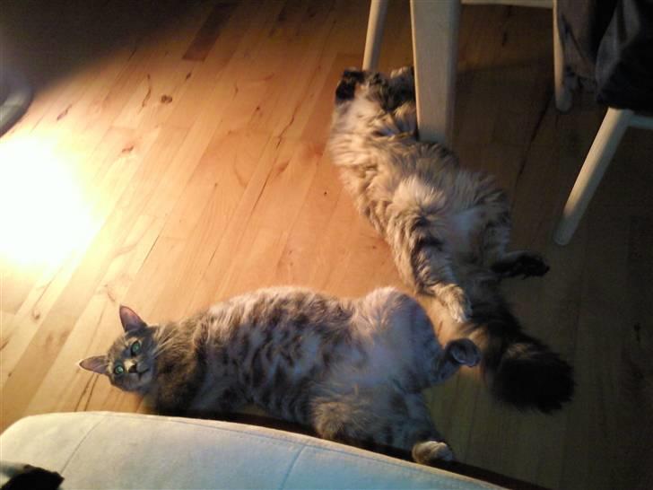 Maine Coon Freja - Vi tar´ lige en slapper foran varmeovnen.... billede 6