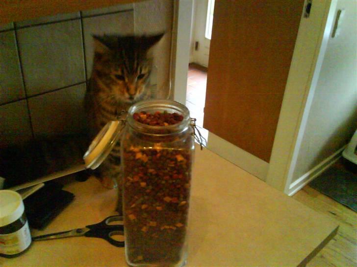 Maine Coon Freja - MAD!!........ billede 10