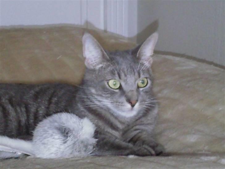 Blanding af racer Gizmo - Elsker at putte i mors seng billede 1