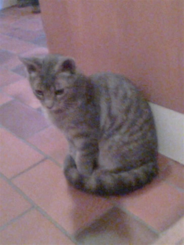 Blanding af racer Gizmo - Gizmo billede 2