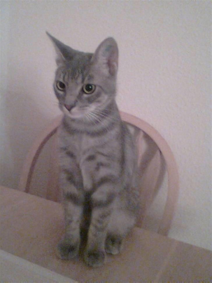 Blanding af racer Gizmo - Hmm......hvornår mon der er mad.... billede 3