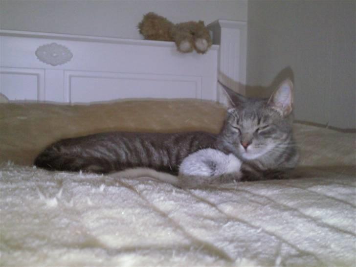 Blanding af racer Gizmo - Puttetid med ynglingsmusen... billede 5