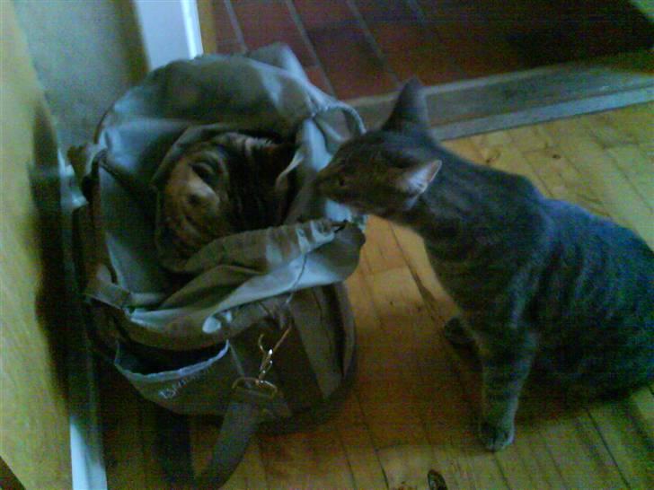 Blanding af racer Gizmo - Altså Freja hvad laver du?? billede 6