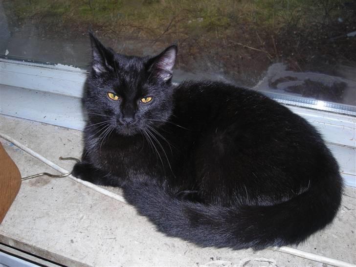 Huskat hanna billede 1