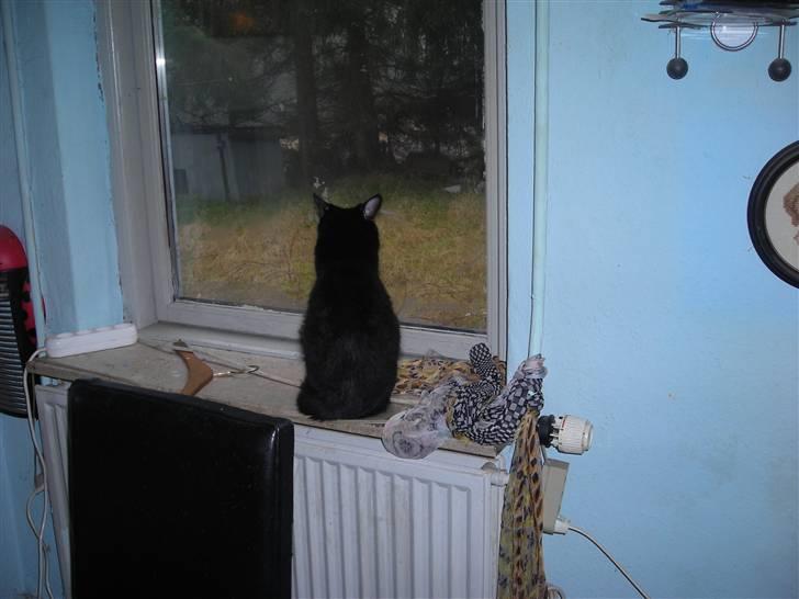 Huskat hanna billede 2