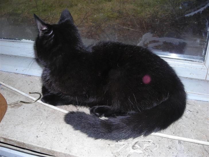 Huskat hanna billede 3