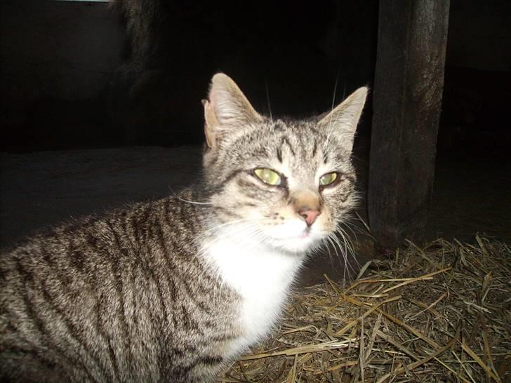 Huskat Garfildt billede 1