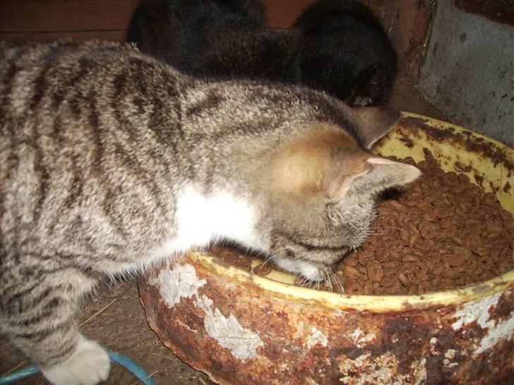 Huskat Garfildt billede 2