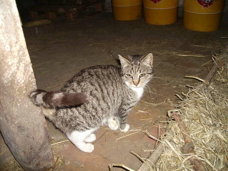 Huskat Garfildt billede 3