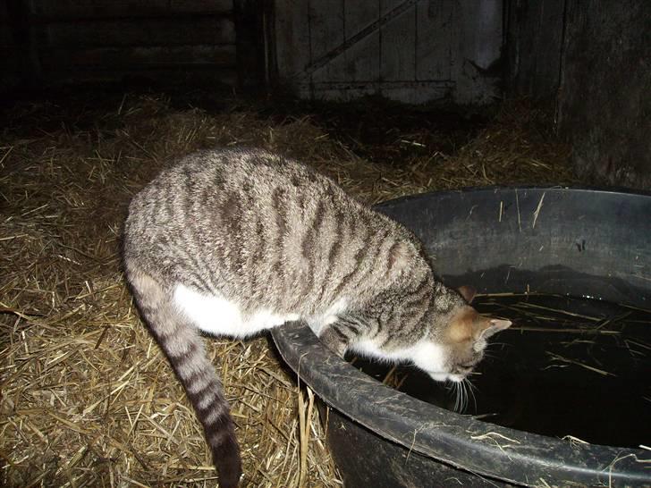 Huskat Garfildt billede 4