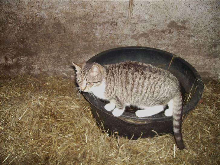 Huskat Garfildt billede 5