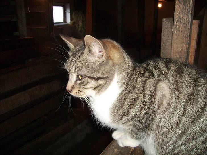 Huskat Garfildt billede 6