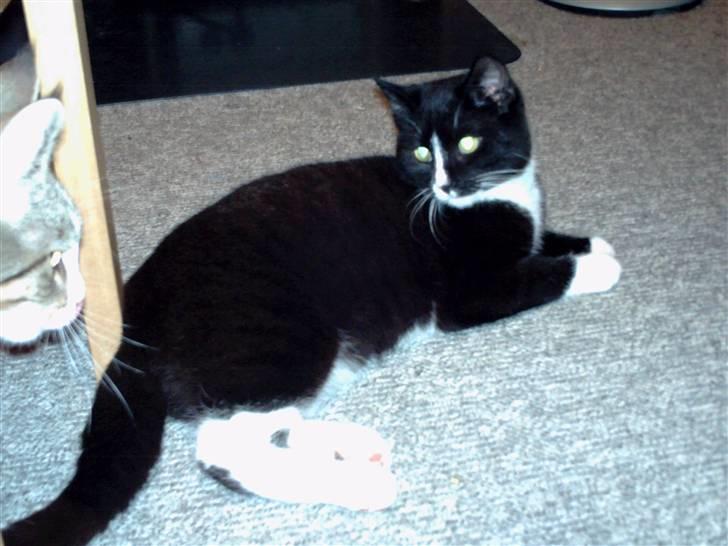 Huskat pjok ((forsvundet)) :( billede 1