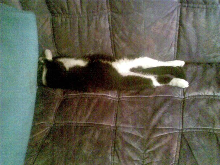 Huskat pjok ((forsvundet)) :( billede 2