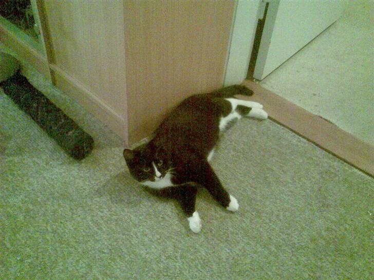 Huskat pjok ((forsvundet)) :( billede 3