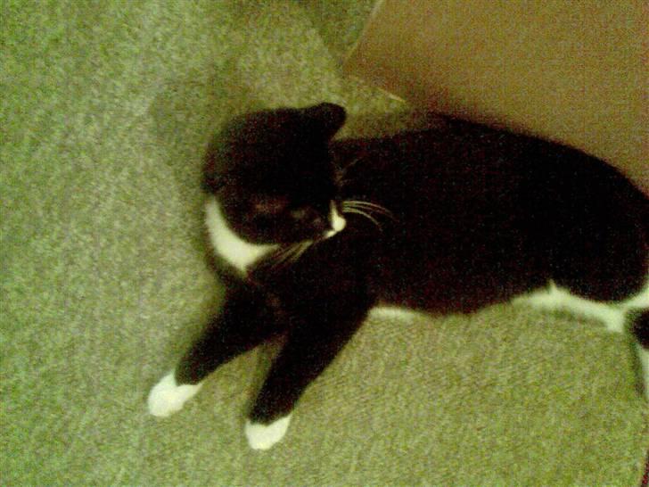 Huskat pjok ((forsvundet)) :( billede 4