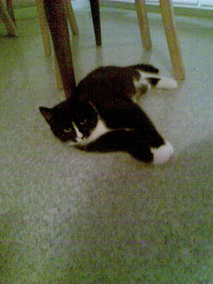 Huskat pjok ((forsvundet)) :( billede 5