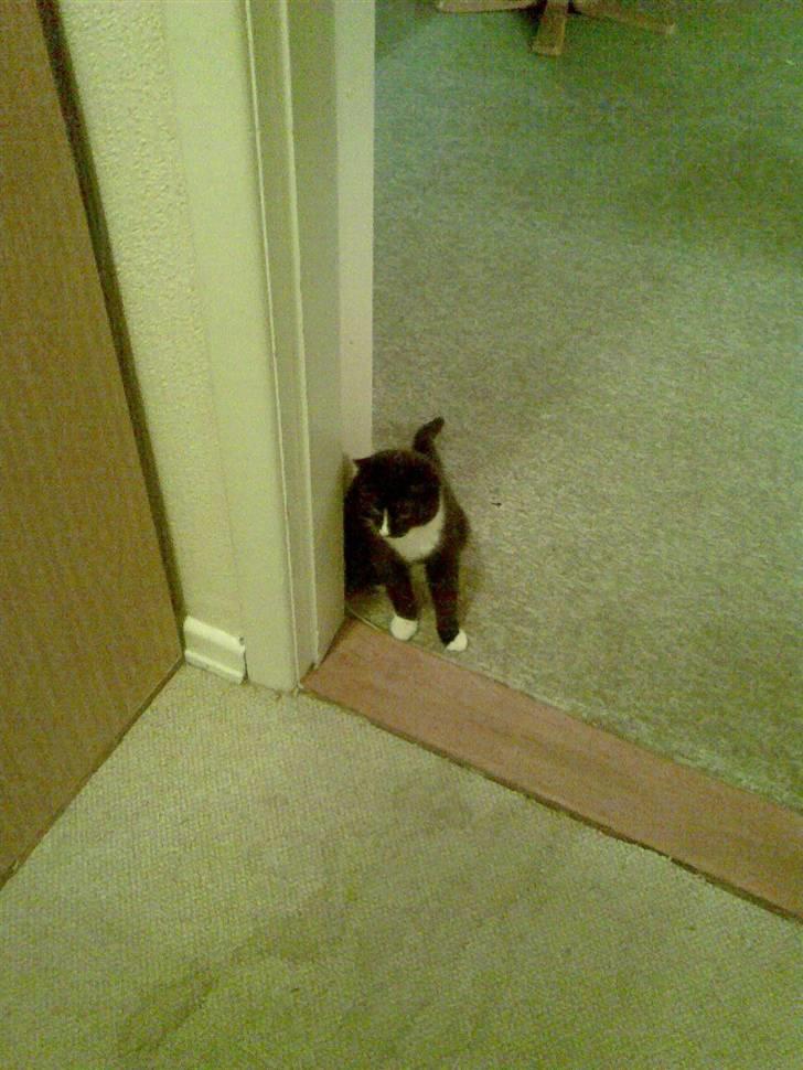 Huskat pjok ((forsvundet)) :( billede 6