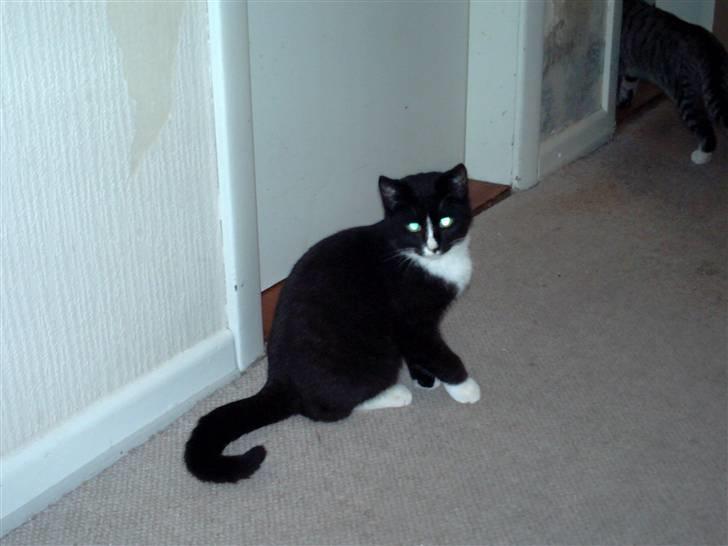 Huskat pjok ((forsvundet)) :( billede 7