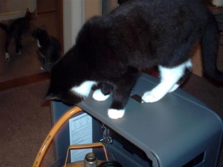 Huskat pjok ((forsvundet)) :( billede 8