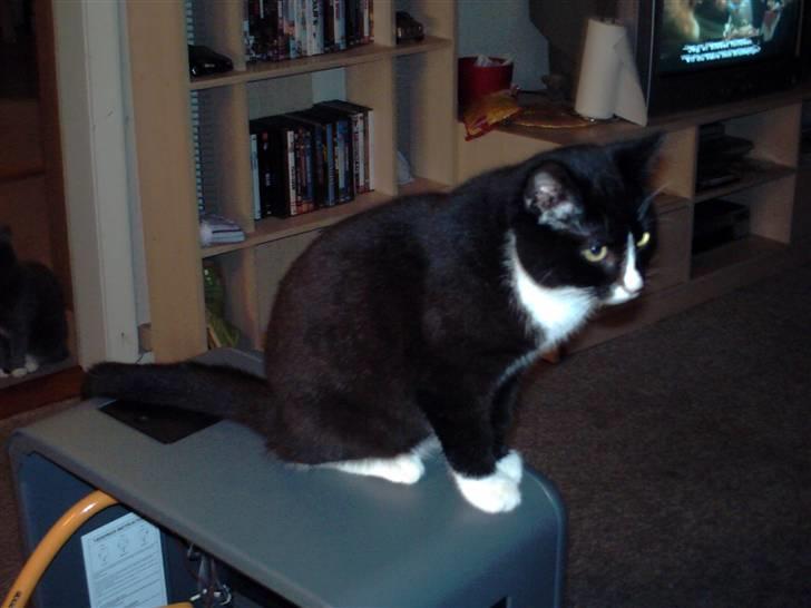 Huskat pjok ((forsvundet)) :( billede 9