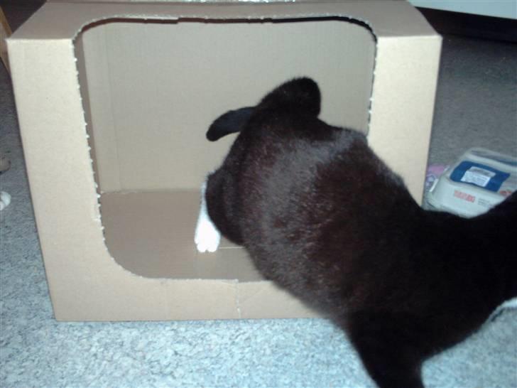 Huskat pjok ((forsvundet)) :( billede 10