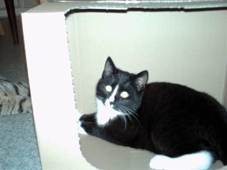 Huskat pjok ((forsvundet)) :( billede 11