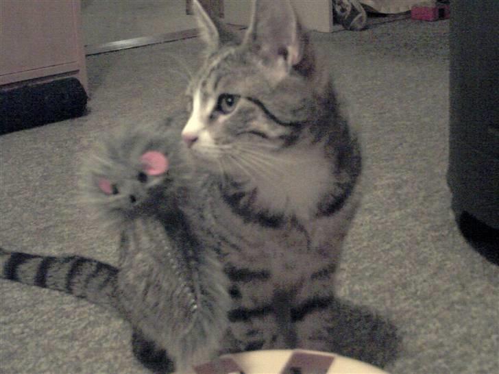 Blanding af racer dudi billede 1