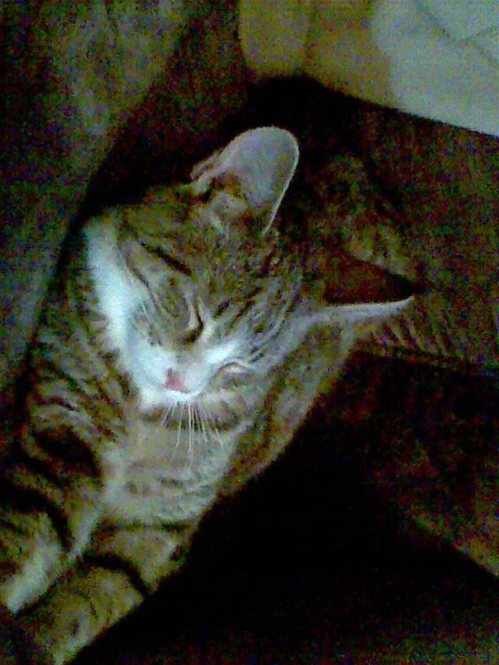 Blanding af racer dudi billede 2