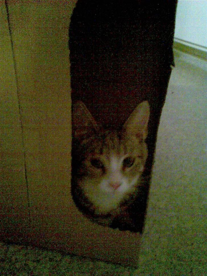 Blanding af racer dudi billede 3