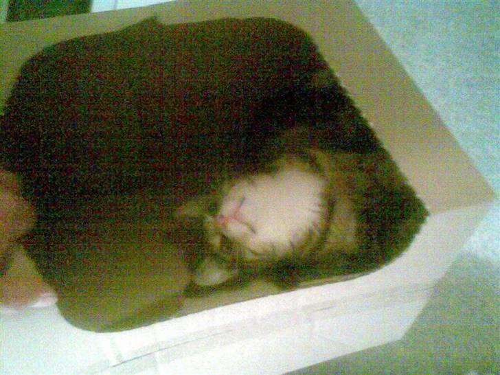 Blanding af racer dudi billede 4