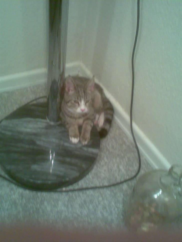 Blanding af racer dudi billede 5