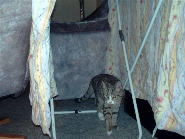 Blanding af racer dudi billede 6