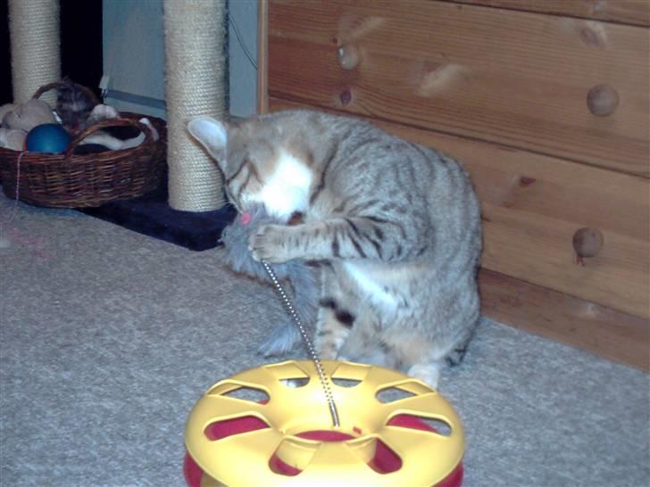 Blanding af racer dudi billede 7