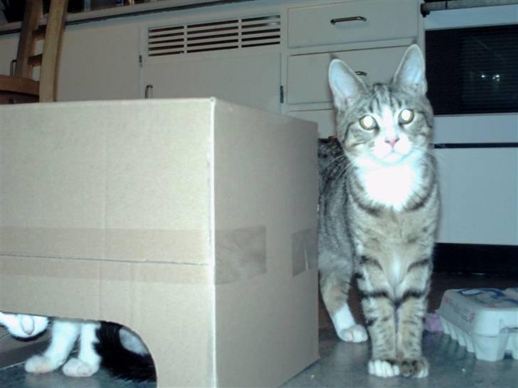 Blanding af racer dudi billede 8