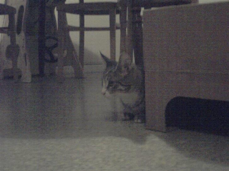 Blanding af racer dudi billede 9