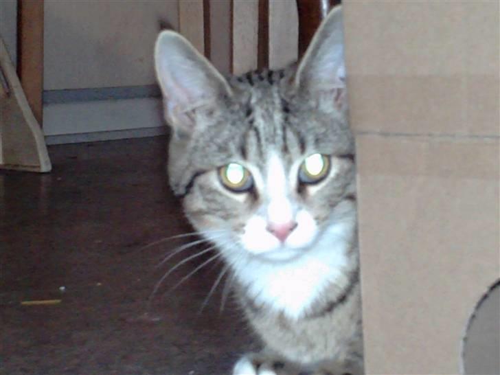 Blanding af racer dudi billede 10