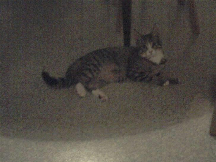 Blanding af racer dudi billede 11