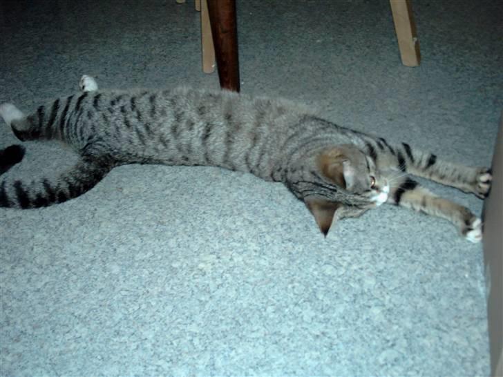 Blanding af racer dudi billede 12