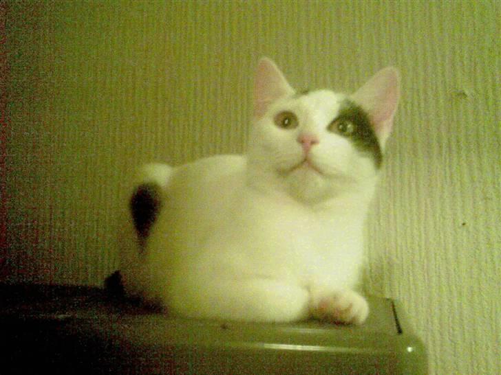 Blanding af racer didi billede 1