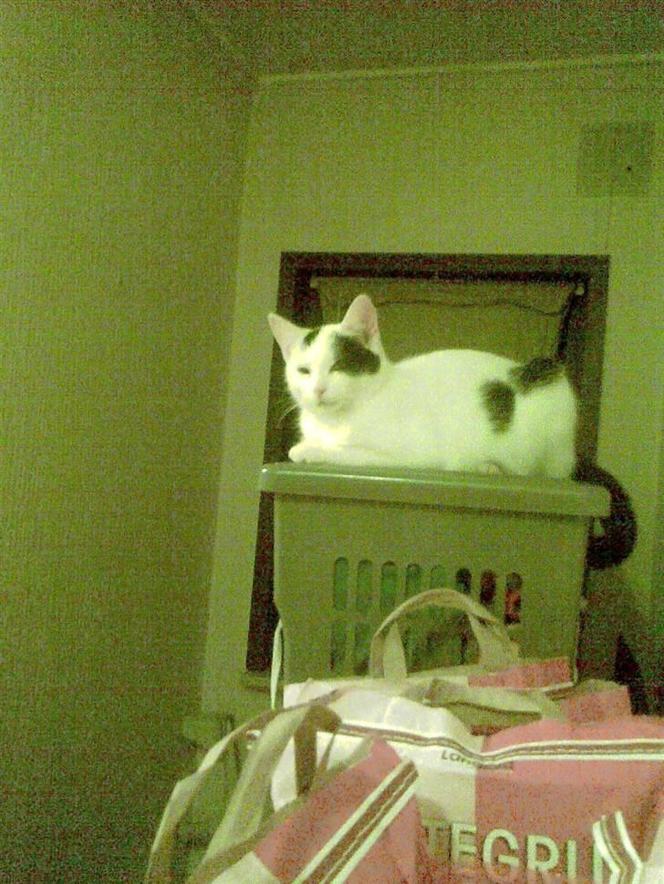 Blanding af racer didi billede 2