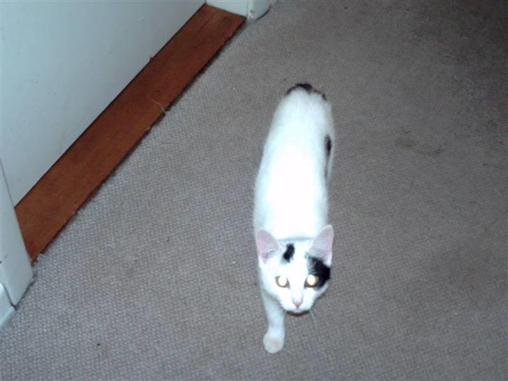 Blanding af racer didi billede 3