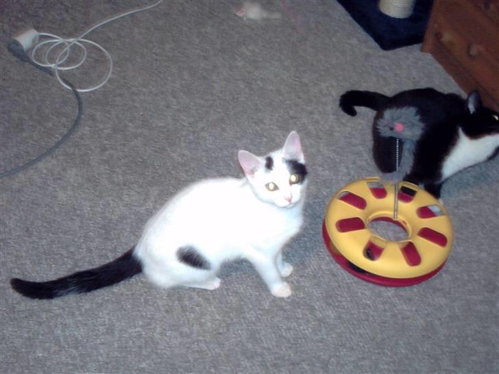 Blanding af racer didi billede 4