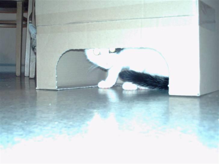 Blanding af racer didi billede 5