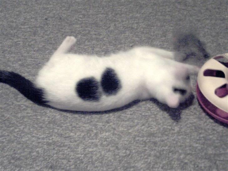 Blanding af racer didi billede 7