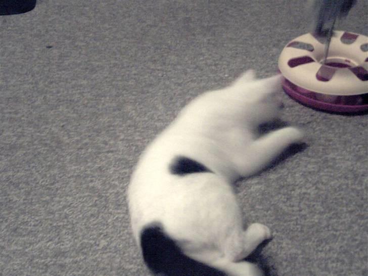 Blanding af racer didi billede 8