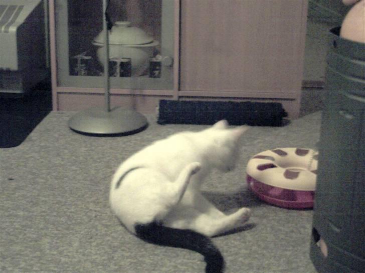 Blanding af racer didi billede 9